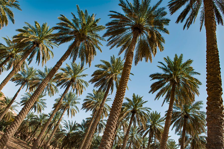 Palm Tree Symbolize  : Discover the Powerful Symbolism of Palm Trees